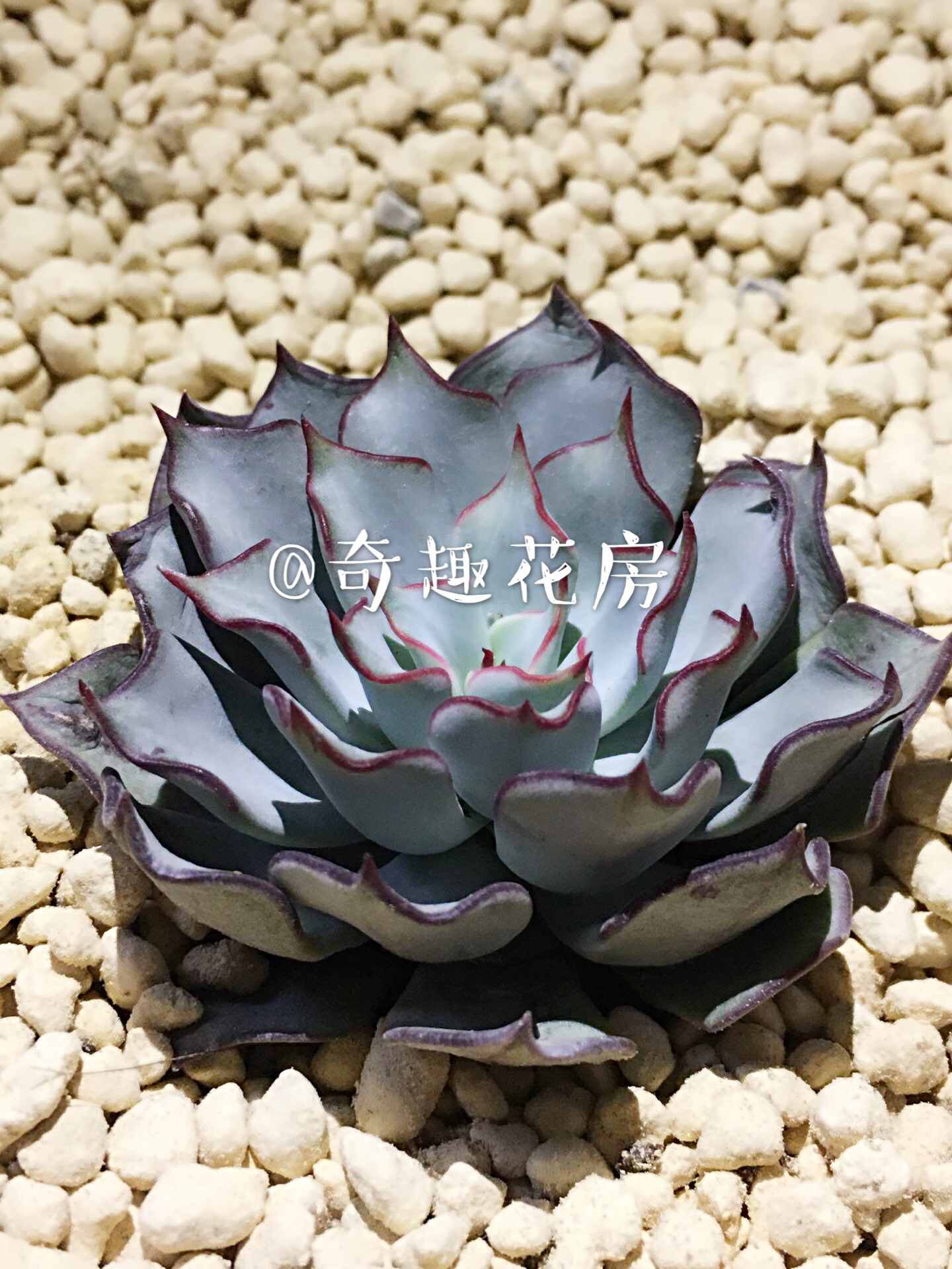 彩虹 [剑司诺娃]多肉植物进口实生多肉剑斯诺娃仙女杯   特价包邮