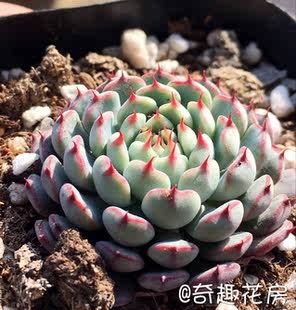 多肉植物苯巴熊童子老版 小红衣火祭群红宝石蓝豆多肉组合盆栽绿植