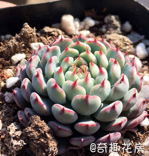 多肉植物苯巴熊童子群火祭红宝石