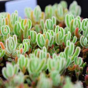 糖球枝干番杏多肉植物【碧光环  小兔子】迷你多肉盆栽绿植冰晶