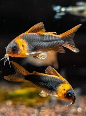 鼠鱼特惠套餐黑金红头鼠紫罗兰金线金尼青清理食物残渣热带观赏鱼