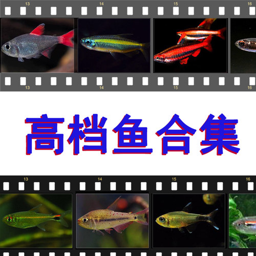 魔鬼鱼价格 多少钱