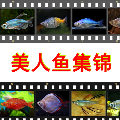 石美人鱼刚果苹果鸽子马克罗奇