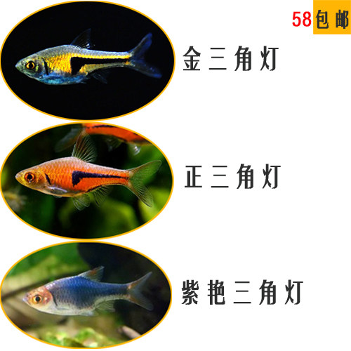 小型金三角灯正三角紫艳三角灯科热带观赏鱼草缸活体淡水混养群游|ruв категории животное/Животное питание и принадлежностей, аквариум мира, рыба - от Buy2taobao.com для оказания профессиональной услуги покупки агента Taobao