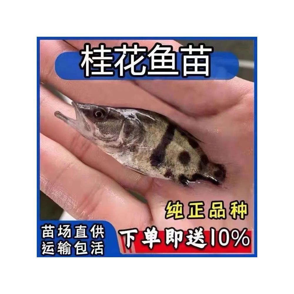 鳜鱼苗桂花鱼苗桂鱼苗淡水养殖食用凶猛食肉性冷水观赏鱼鲑鱼