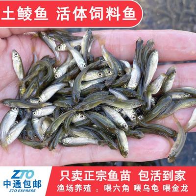 土鲮鱼小鱼苗活体饲料鱼麦穗鱼活鱼喂鳜鱼乌龟喂金龙桂花鲈鱼淡水