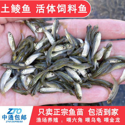 土鲮鱼鱼苗活体饲料鱼鱼料活鱼喂鳜鱼喂金龙喂乌龟喂桂花鲈鱼活饵