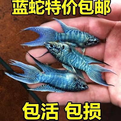 中国斗鱼蓝蛇纹高蓝冷水淡水好养不打氧鱼苗观赏鱼混养耐活免加温