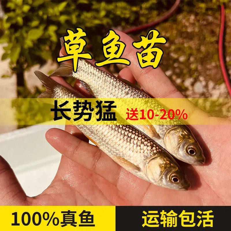 云南本地优质大草鱼养殖鱼苗活体饲料鱼四大家鱼白鲢花鲢鱼苗包活