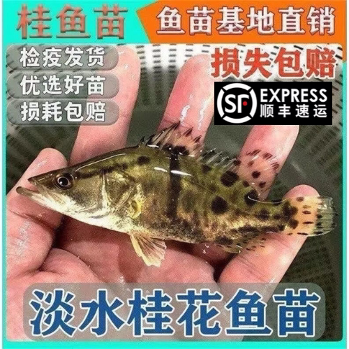 贵州鳜鱼苗淡水养殖桂花鱼苗活体肉食翘嘴鳜凶猛路亚观赏斑鳜鱼苗
