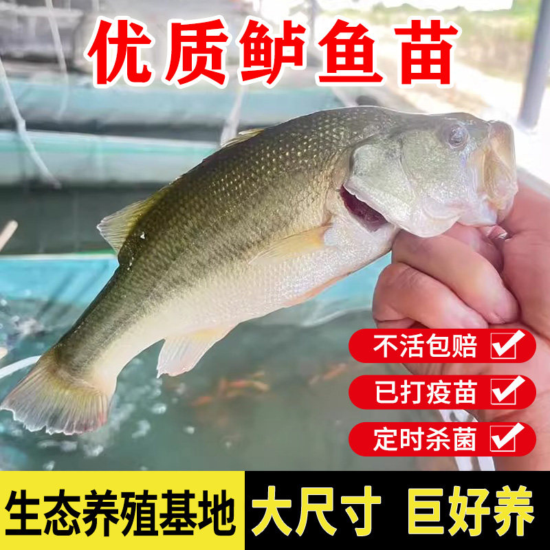 鲈鱼苗加州淡水养殖攀鲈鱼活鱼水花大口黑鲈凶猛路亚鲈鱼鱼苗活体
