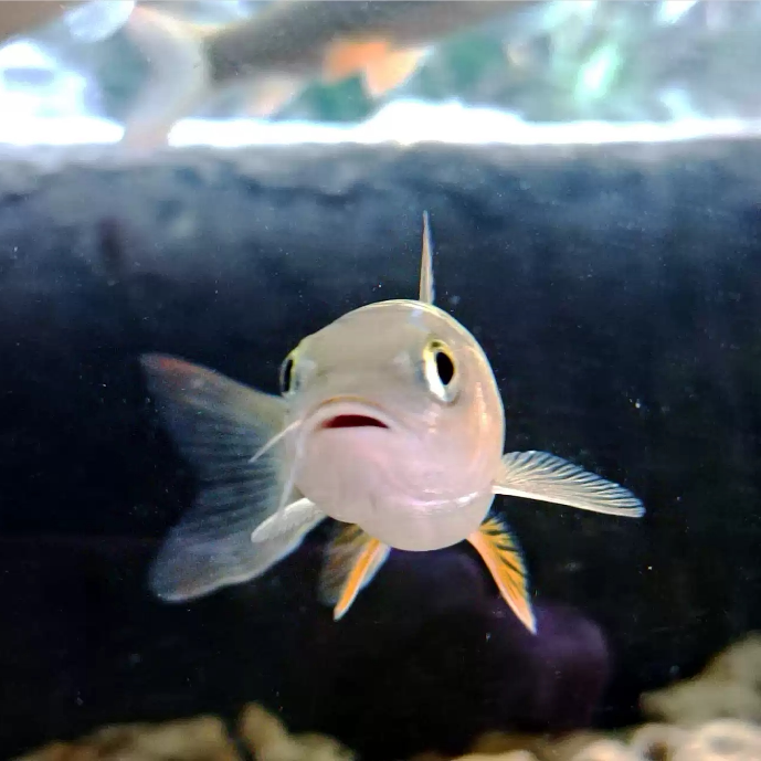 正宗武夷山红鳍军鱼原生鱼苗中华淡水观赏鱼大型凶猛鱼