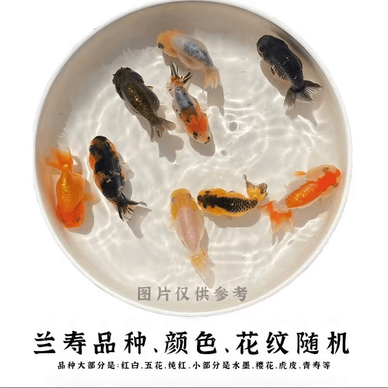 兰寿金鱼好养耐活红寿花寿玉兔