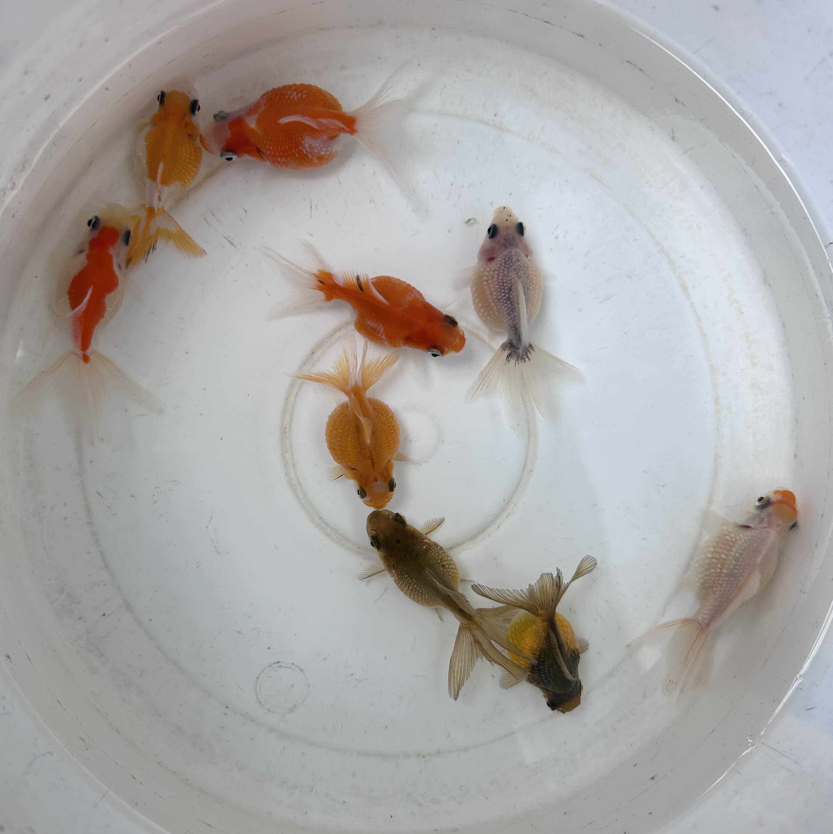 珍珠金鱼冷水淡水观赏鱼珍珠鳞圆滚滚小珍珠鱼萌宠