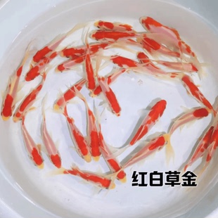 红白草金小型淡水好养金鱼锦鲫活鱼冷水鱼苗小金鱼皮实好活观赏鱼