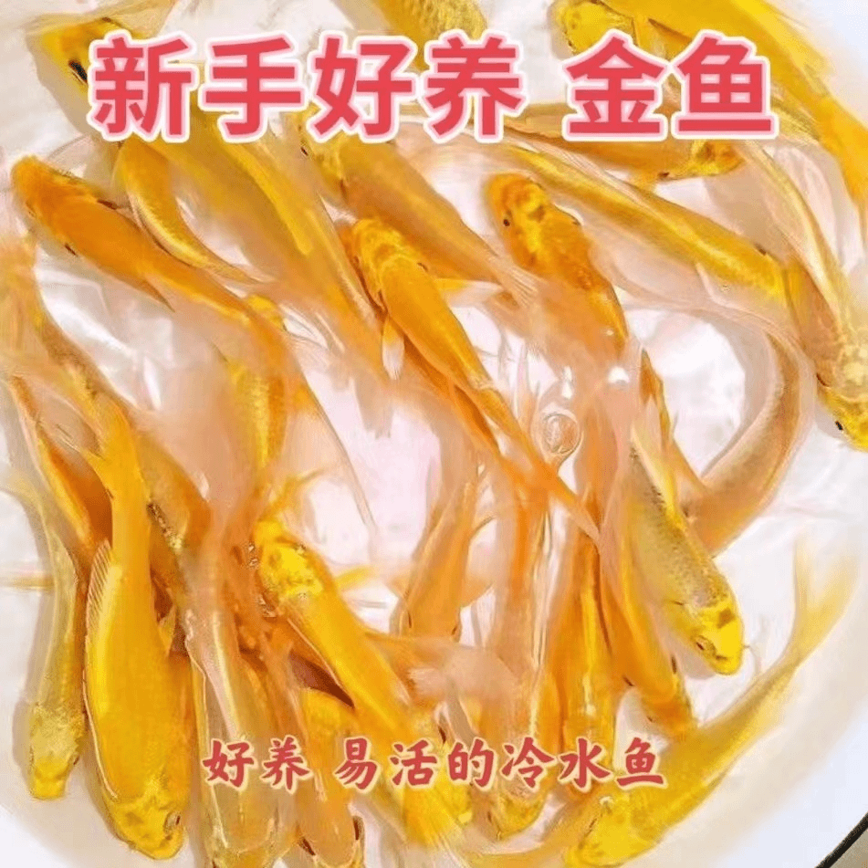好养耐活淡水招财锦鲤