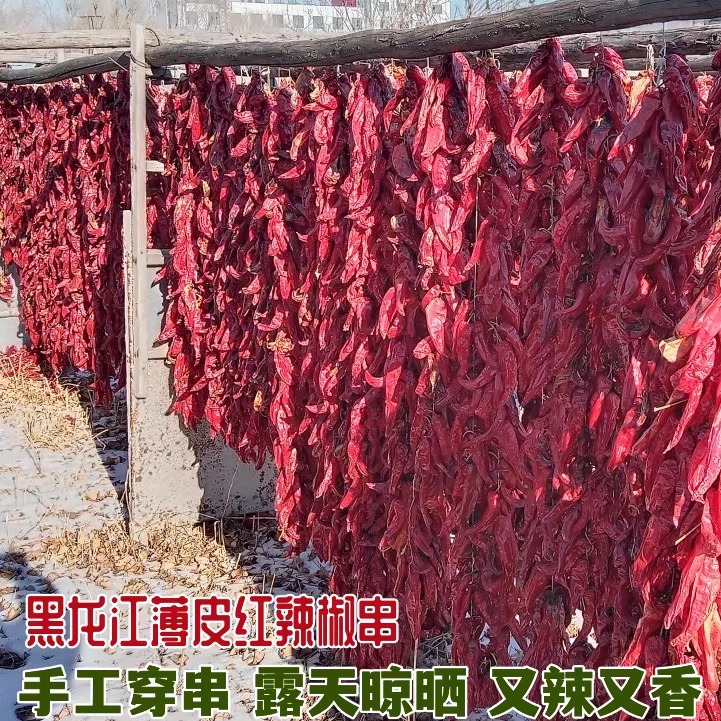 黑龙江肇东干红辣椒串露天晾晒