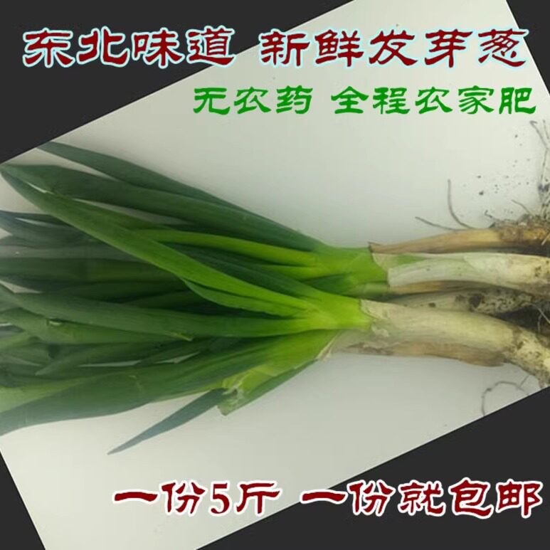 蔬菜新鲜发芽葱全程有机肥葱味浓郁鲜嫩大葱红皮大葱 5斤