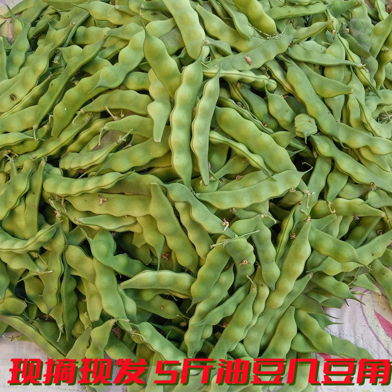 满沟新鲜蔬菜嫩绿鼓油几豆角现摘