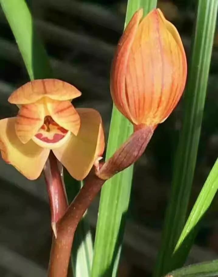 包邮 当年开花兰花苗莲瓣兰 永昌金荷 阳台花卉兰花盆栽自然种植