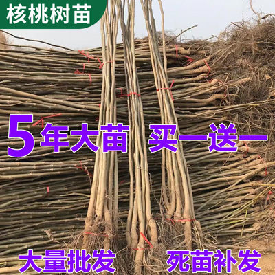 核桃树果苗嫁接8518纸皮薄皮核桃南北方种植地栽当年结果核桃树苗