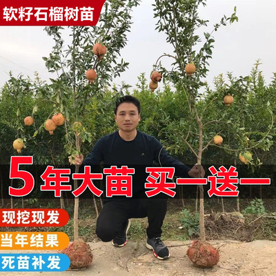 石榴树树苗突尼斯软籽庭院果树南北方种植盆栽地栽特大石榴果树苗