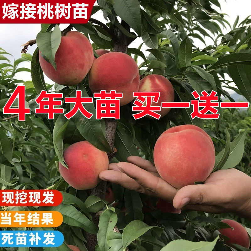 桃树果苗新品种南方北方种植地栽嫁接特大早熟油桃水蜜桃冬桃树苗-封面