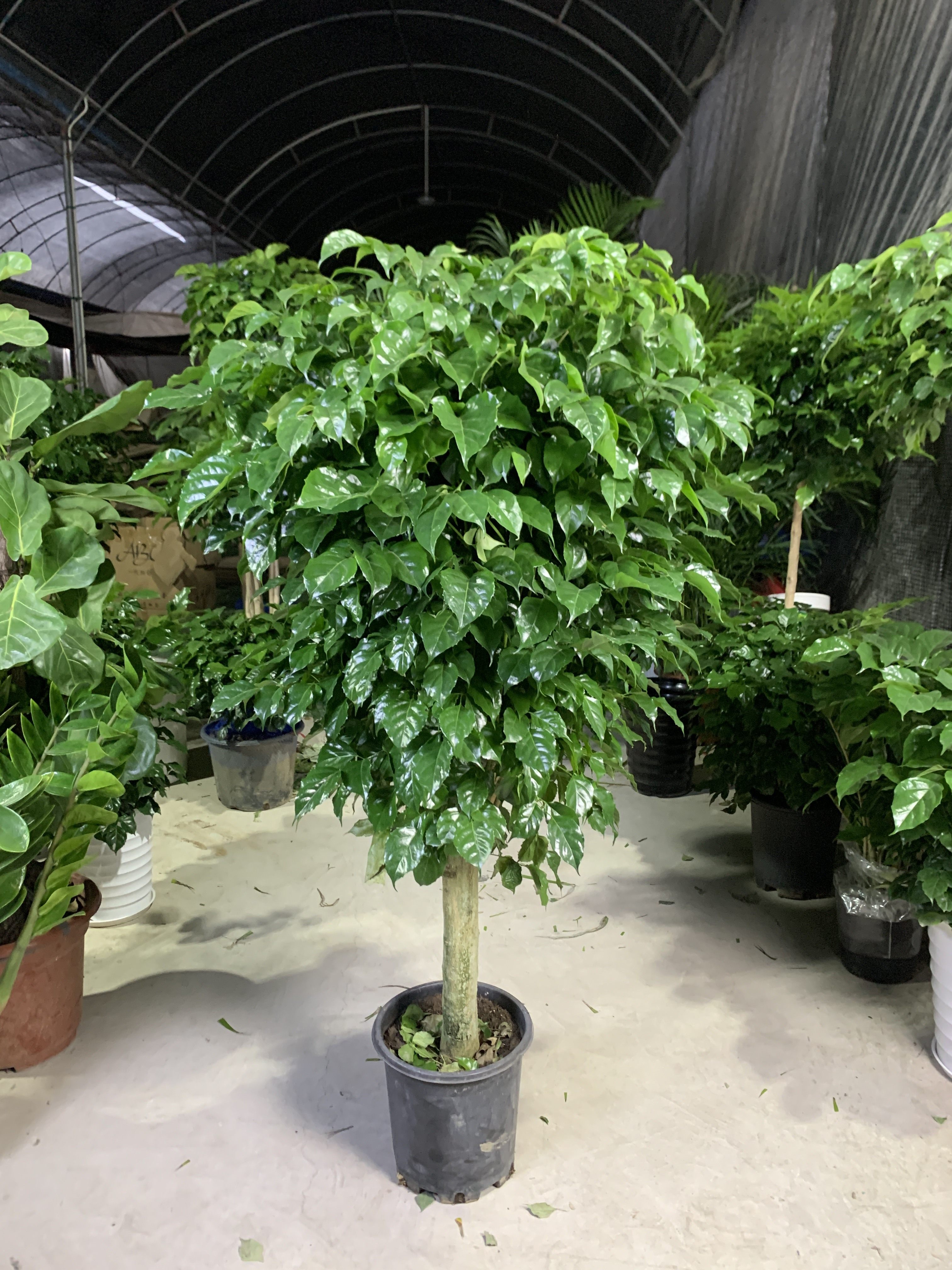 粗杆老桩幸福树客厅大厅办公室进化空气开业庆典观叶包邮大型绿植