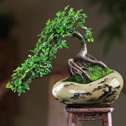 陶瓷高温釉下彩纯手绘精品异形绿植金弹子迎客松榆树专用花盆高端