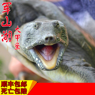 【2.5斤】 军山湖甲鱼活体免邮生态鲜活中华老鳖团鱼王八