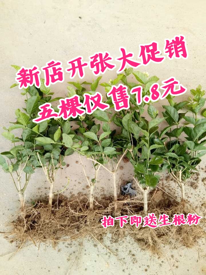 茉莉花盆栽双瓣重瓣茉莉花苗多少钱 茉莉花盆栽双瓣重瓣茉莉花苗优惠券免费领取 有条鱼