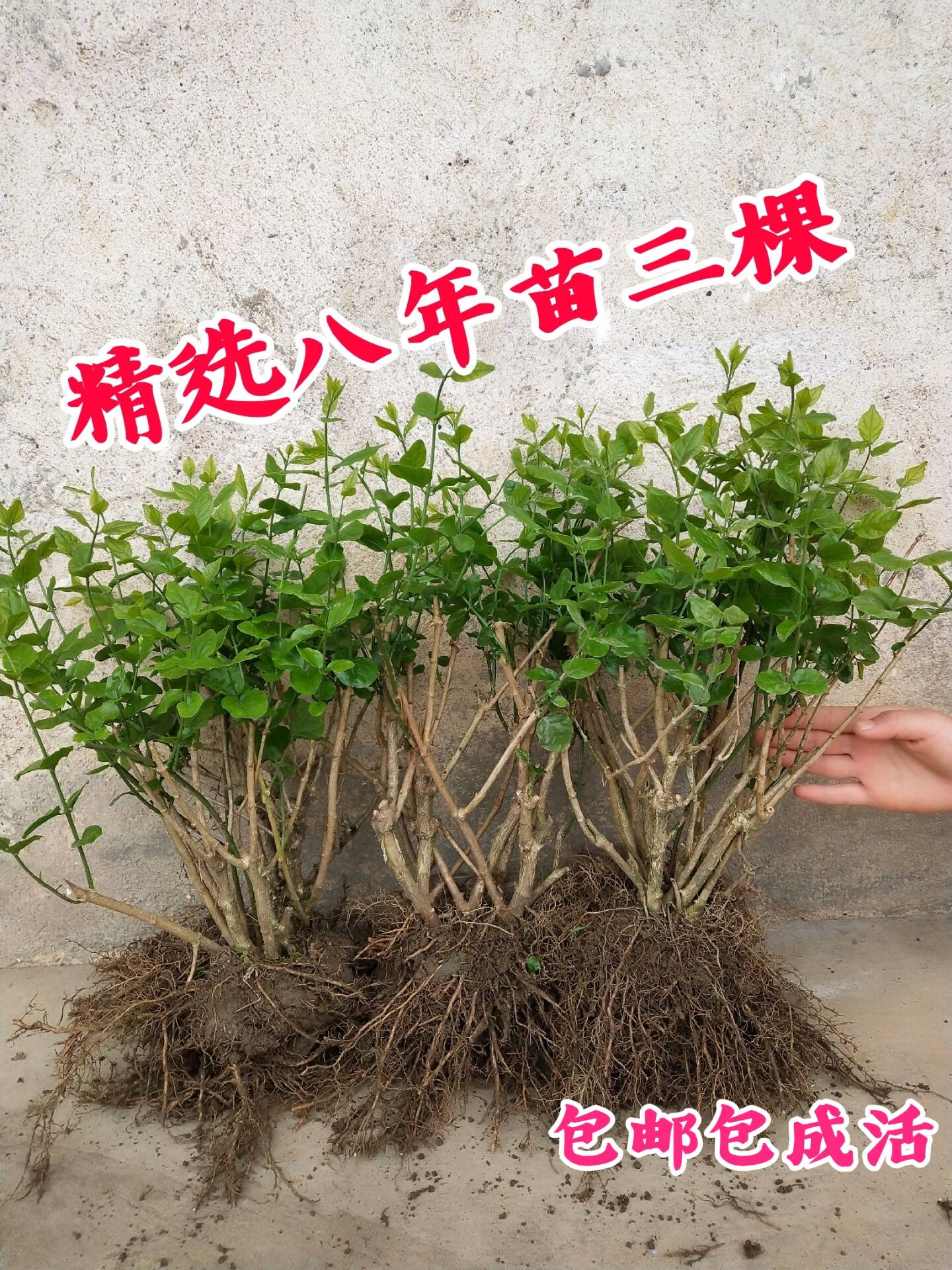 广西横县茉莉花盆栽阳台绿植