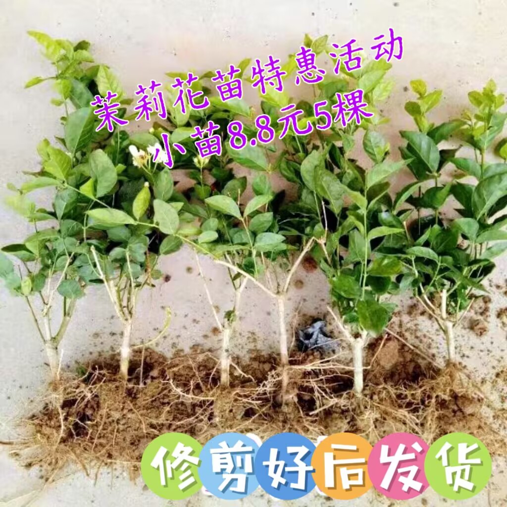 广西横县园艺重瓣扦插茉莉庭院