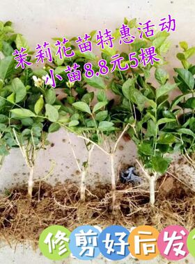 广西横县双瓣茉莉花苗小苗批量盆景花卉绿植
