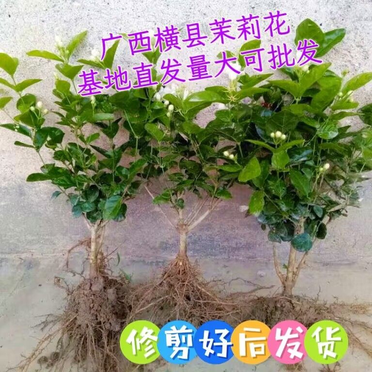 广西横县茉莉花枝条扦插种植