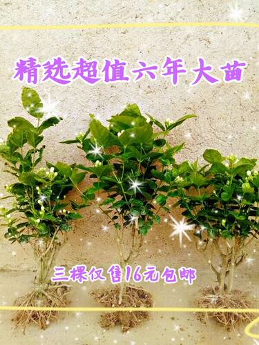 绿植广西横县白色老桩茉莉花苗
