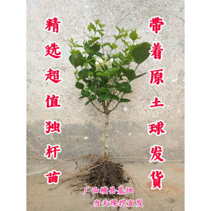 广西横县重瓣双瓣茉莉花独杆盆景小苗花卉绿植盆栽