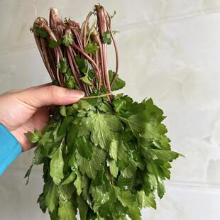 广西现摘珍珠菜新鲜红芹菜红艾草新鲜食用珍珠花菜鸭脚艾草白苞蒿