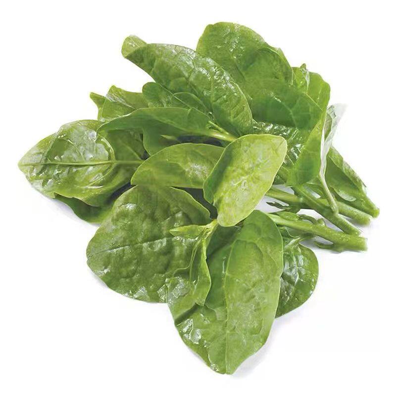 食用大叶木耳菜新鲜现摘软浆叶豆腐菜农家自种时令蔬菜包邮
