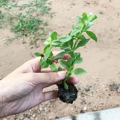 田七苗牡丹吊兰 四季种植室内盆栽地栽阳台栽种 田七蔬菜苗