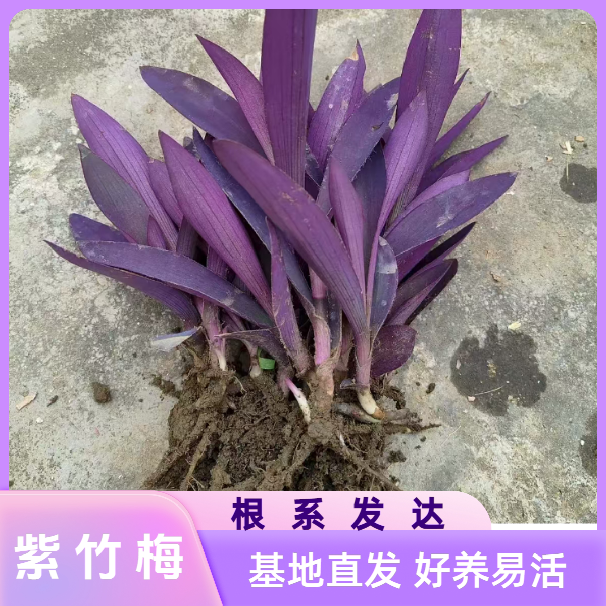 紫罗兰紫竹梅鸭拓草花卉盆栽地栽室内外好养绿植四季阳台网红新款