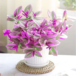 油画婚礼吊兰小盆栽紫露兰花室内办公室花卉绿植多肉水培垂吊植物