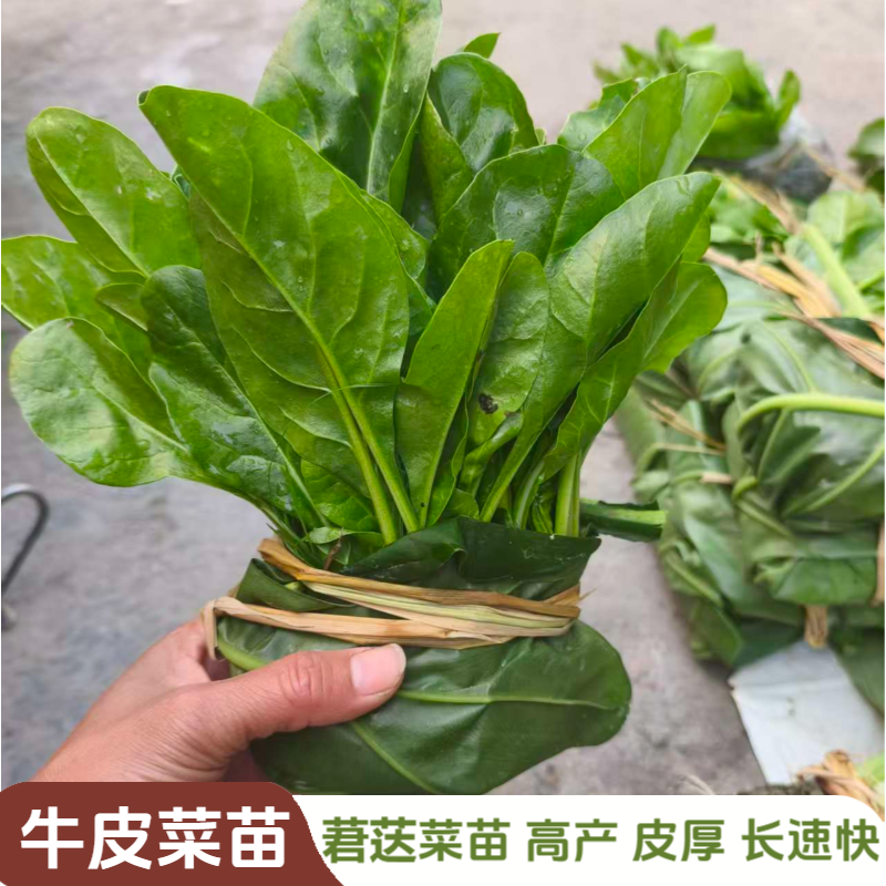 广西青白梗牛皮菜秧莙荙菜厚肉猪乸菜蔬菜新鲜现拔带泥当季蔬菜,鲜花速递/花卉仿真/绿植园艺,绿植,淘宝优惠券,粉丝福利购,淘宝优惠卷