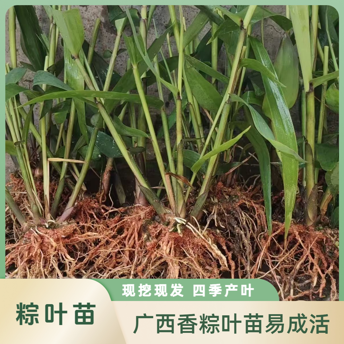 广西正宗粽叶苗四季种植苗棕叶苗包粽子叶树苗耐阴竹子林下庭院图片