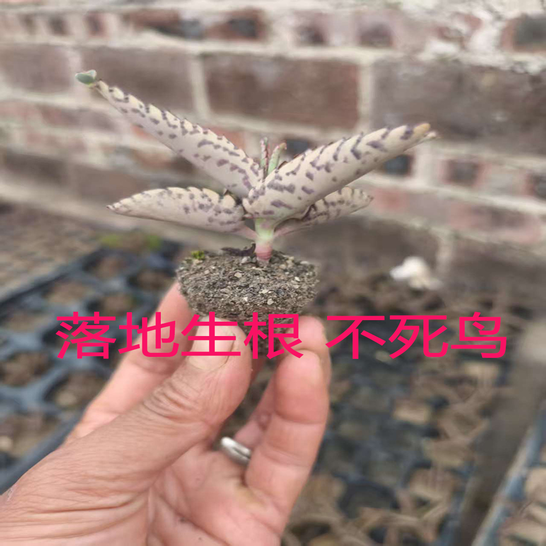 多肉植物落地生根棒宽窄叶不死鸟锦大叶虎纹蝴蝶之舞嫁接长寿花