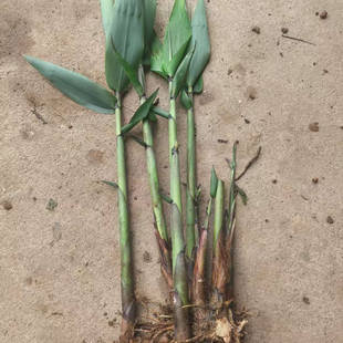 广西正宗粽叶苗四季种植苗棕叶苗包粽子叶树苗耐阴竹子林下庭院