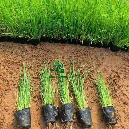 矮蒲苇盆栽地栽花苗庭院水生植物湿地种植多年生宿根耐旱耐寒观赏