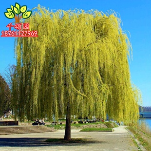 金丝垂柳苗黄金柳树苗美国速生竹柳杨柳树苗垂柳小苗河边绿化树苗
