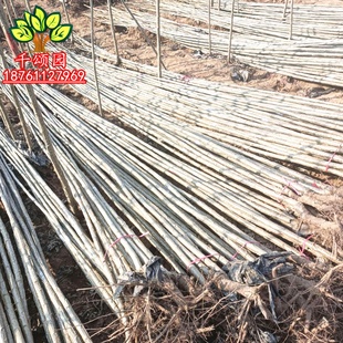 白杨树苗 白杨树 杨树苗 107速生杨树苗 河提植树造林 3804白杨苗