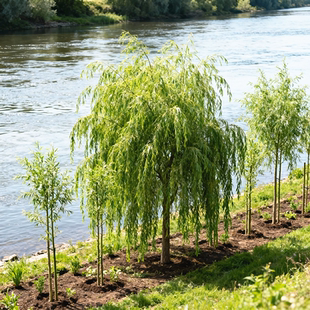 金丝垂柳青皮柳树速生柳河边绿化工程树苗占地青垂柳旱柳竹柳风景
